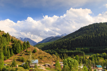 Fototapeta na wymiar Beautiful mountain landscape. Gorge with a dense forest. Summer landscape. Kyrgyzstan