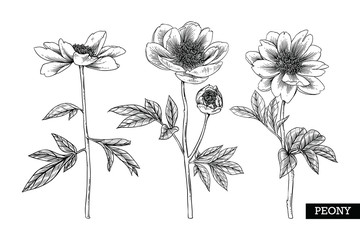 Sketch Floral Botany Collection. Peony flower drawings. Black and white with line art on white backgrounds. Hand Drawn Botanical Illustrations. Nature Vector.