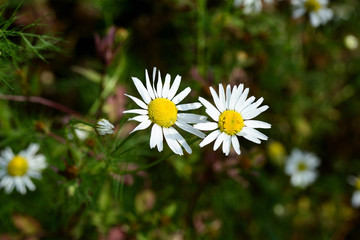 Medical chamomile in a forest glade on an autumn day