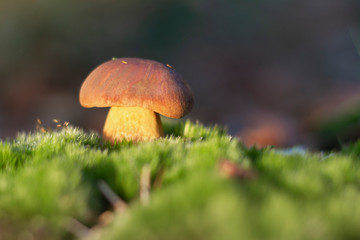 Steinpilz leuchtet im Moos in Abendsonne