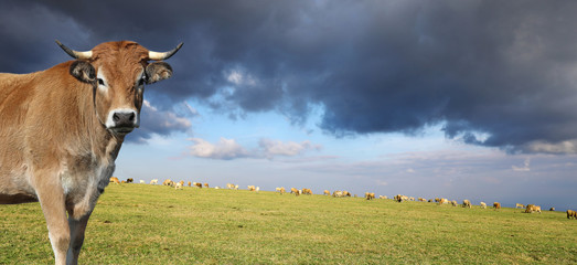 Vache Aubrac dans les montagnes d'Auvergne avec le troupeau en arrière plan