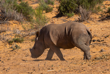 Fototapeta premium Black rhino