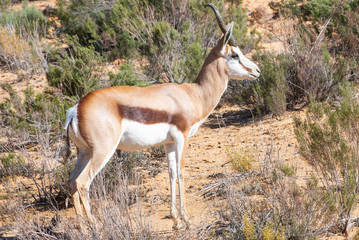 gazelle