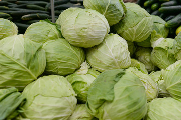 Fototapeta premium cabbage