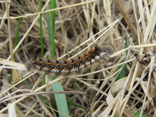 caterpillar on leaf