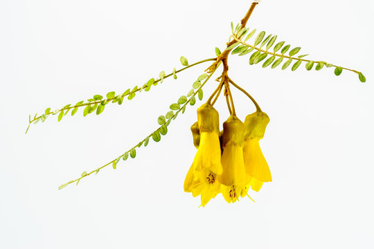 Close-up view of the spectacular yellow flowers of the New Zealand native Kowhai tree, Sophora microphylla seen isolated against a white background.