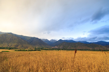 Obraz premium Autumn landscape. A field with growing ears of bread against the backdrop of high mountains and a pasty sky. Harvest time.