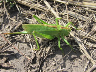 grasshopper on grass