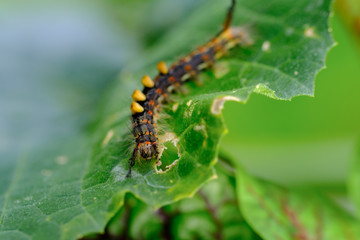 Raupe des Schlehen-Bürstenspinner (lat. Orgyia antiqua)