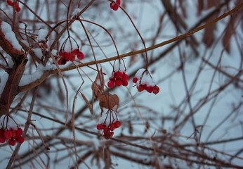 red viburnum in the snow