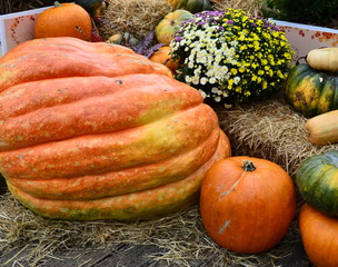 big yellow pumpkins lie on the straw, pumpkin crop