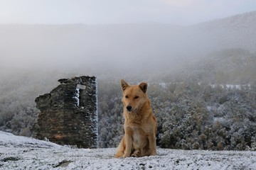 The dog sitting by ruin of stone tower in the Ushguli village at the foot of Mt. Shkhara in Caucasus Mountains in a misty and slightly winter scenery.  Svaneti, Georgia. 