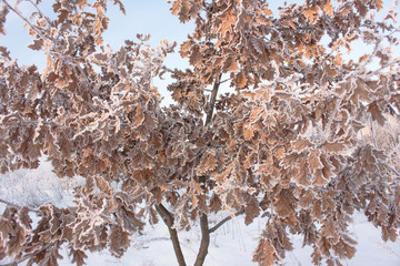 Winter landscape. Blue oak branches under winter snowfall, closeup of winter nature, free space for text. Winter background with falling snow,  Winter nature