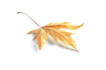 Fototapeta premium Side and front view of a fallen autumn brown yellow maple leaf with a twig isolated on a white background.