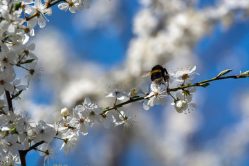 bumblebee are all in the dust of flowers