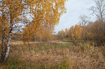 Fototapeta premium Autumn at the morning park