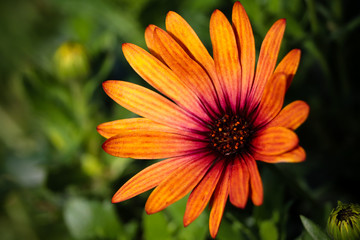 Orange Wild UK Flower
