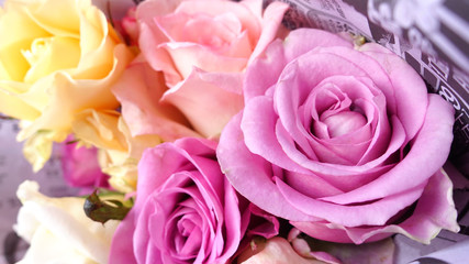 close up of colorful rose for background 