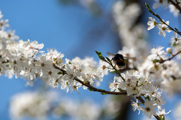 bumblebee are all in the dust of flowers