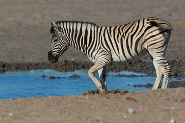 Fototapeta na wymiar one wildlife zebra standing in mud at waterhole in dry savanna