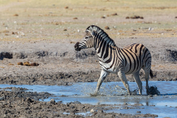 Fototapeta na wymiar one wildlife zebra standing in mud in water in savanna