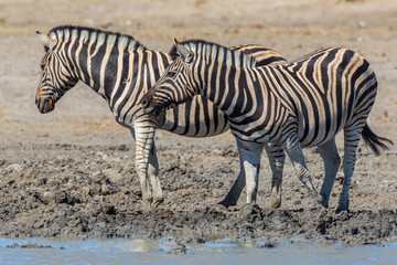 Fototapeta na wymiar two zebras standing in mud at water hole