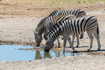 Fototapeta na wymiar four zebras drinking water in natural savanna habitat