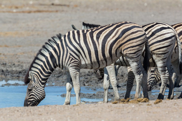 Obraz na płótnie Canvas group of wildlife zebras drinking water in dry savanna