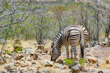 Fototapeta na wymiar one zebra foraging in African savanna habitat in Namibia