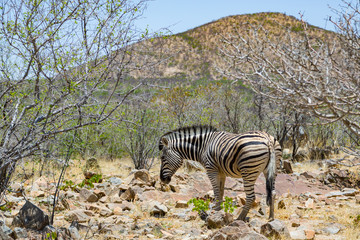 Fototapeta na wymiar one zebra scavenging in natural savanna habitat in Namibia