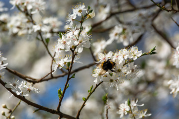 bumblebee are all in the dust of flowers