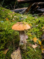 Gemeiner Birkenpilz Weißstielige Rotkappe Leccinum versipelle 