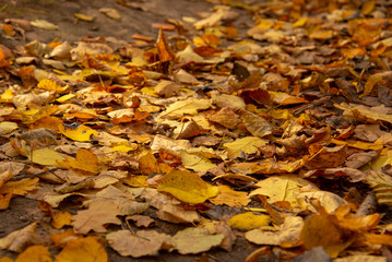 Dry yellow leaves on the ground.Natural autumn background.
