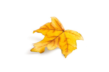 Front view of a yellow withered fallen autumn maple leaf with red and green spots isolated on a white background. Clipping path design element.