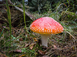 Ein schöner Fliegenpilz im Märchenhaften Wald, 