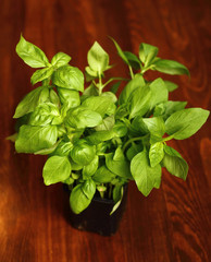 Basil. Sweet basil sprout in flower pot.