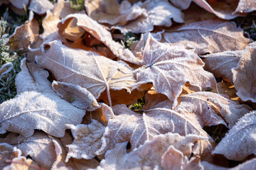 there is a beautiful horizontal colored background consisting of fallen and frosted yellow leaves for any design. The concept of the outgoing autumn and the coming winter, cold, change. Copy space