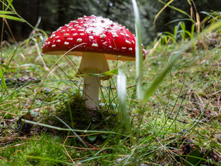 Ein schöner Fliegenpilz im Märchenhaften Wald, 