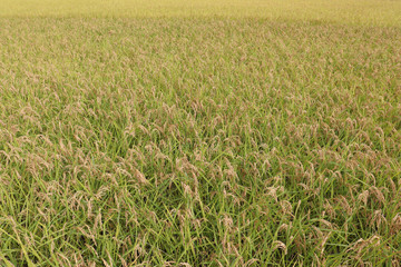 収穫前の稲穂のイメージ