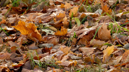 There are beautiful big yellow and red fallen maple leaves lying on the ground and glowing in the sun. Background or texture autumn. Suitable for any design, calendar. Copy space