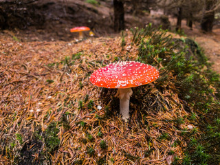 fly agaric in the forest