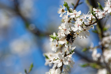 bumblebee are all in the dust of flowers