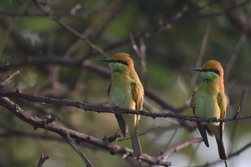 Couple Green Bee Eater (Merops Orientalis) happily sitting together and enjoying the company with eachother sighthed at Panna National Park during the morning safari, Madhya Pradesh, India, Asia