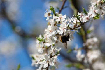 bumblebee are all in the dust of flowers