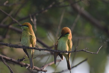 Green Bee eater (Merops orientalis) couple birds wandering together sitting on a twig and cleaning...