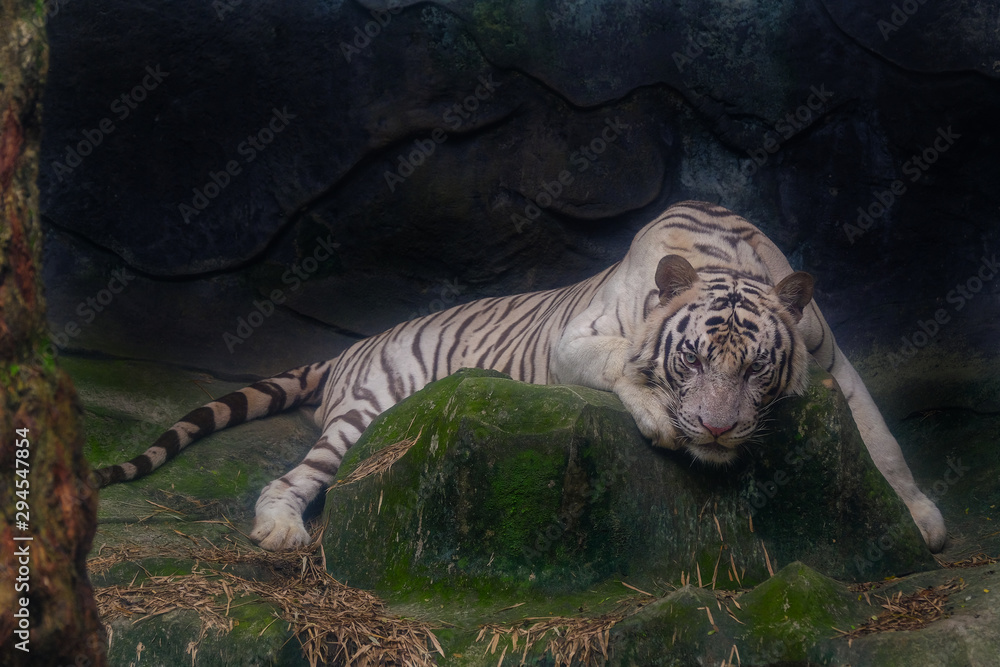 Wall mural the white tiger stared at the rock.