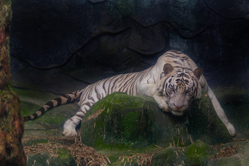 The white tiger stared at the rock.