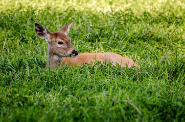 Whitetail Fawn In The Colville National Forest