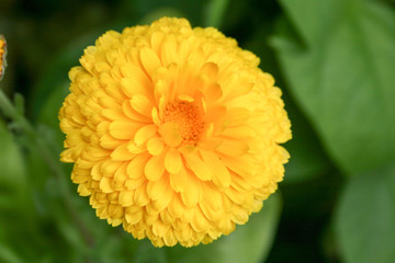 Calendula amarilla