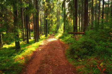 Sonnen geflutete Wälder im Nationalpark Harz 